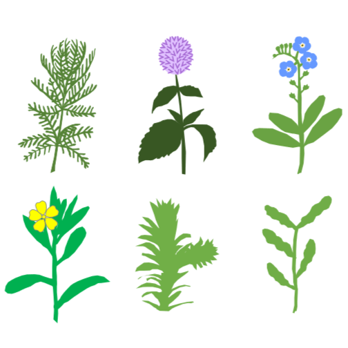 Aquatic plants symbols