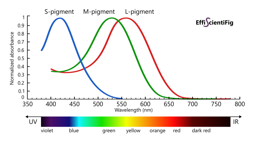 Color vision wavelengths