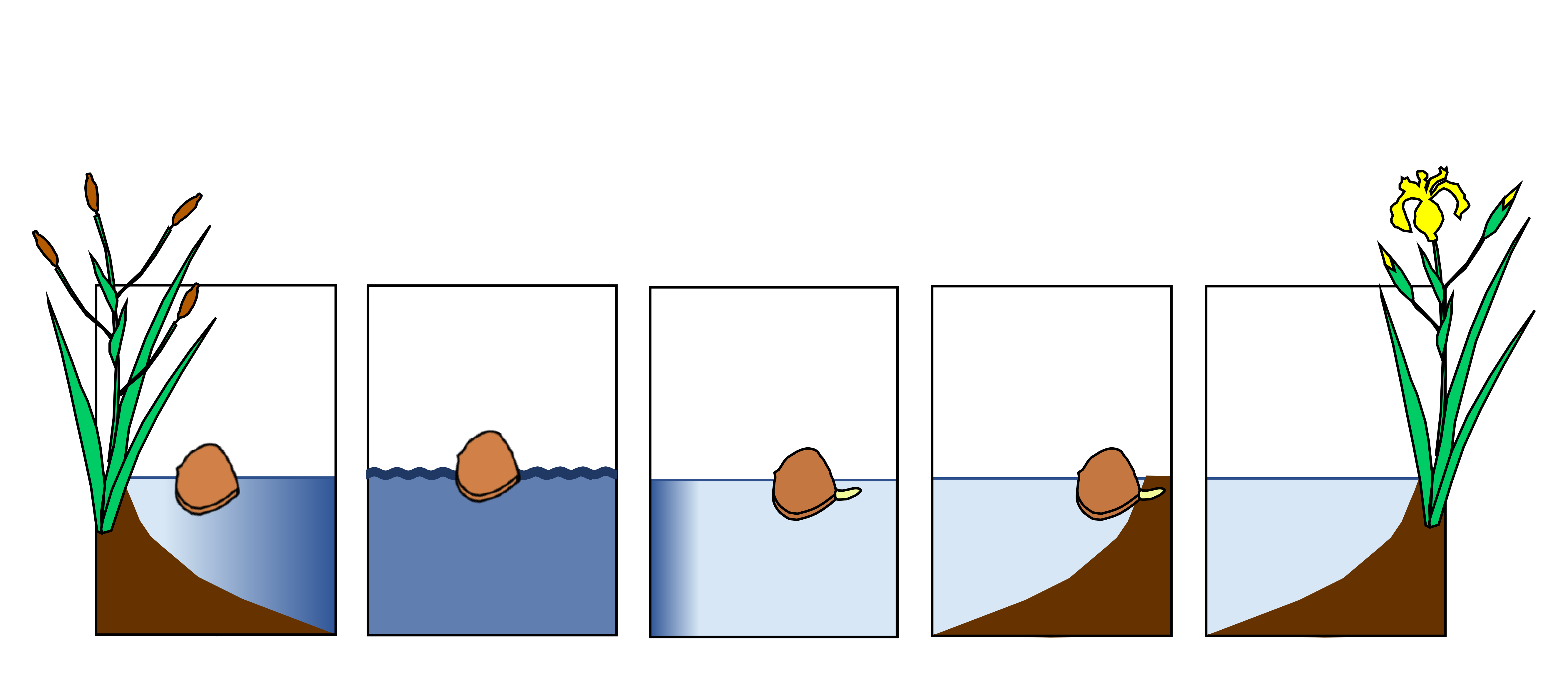 Graphical abstract Yellow-flag Iris seed germination salinity