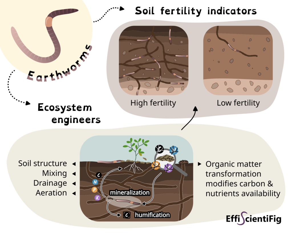 EarthwormDay2024 EN