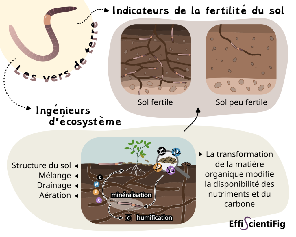 EarthwormDay2024 FR