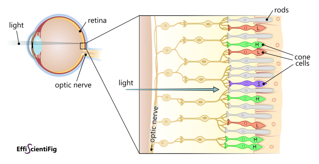 cone cells color vision