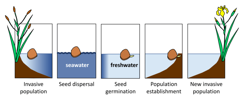 Graphical abstract Yellow-flag Iris seed germination salinity