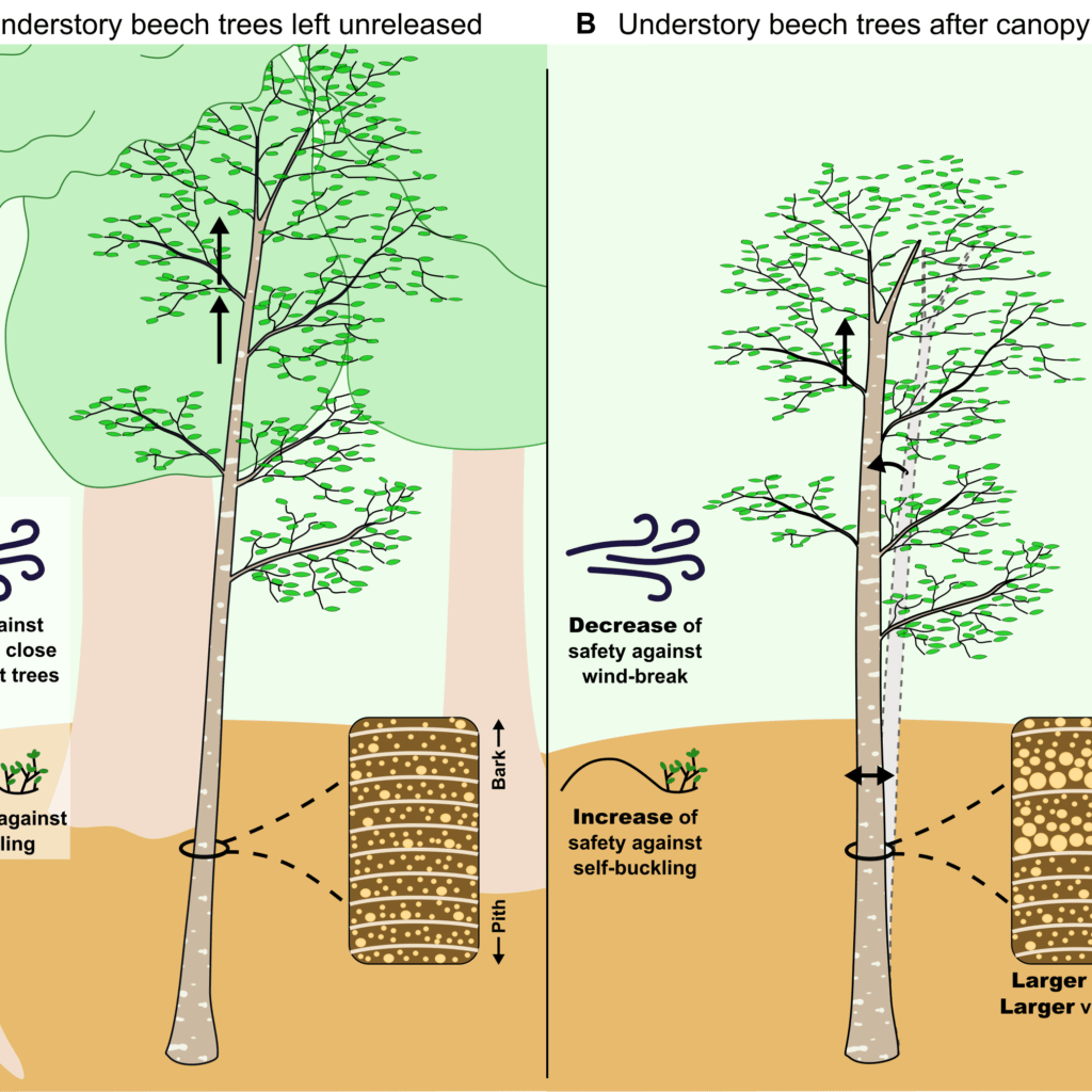 Graphical abstract PhD thesis Canopy opening impacts on beech trees