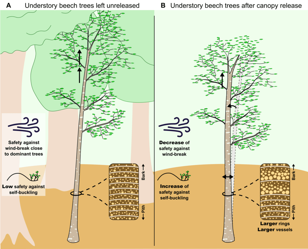 Graphical abstract PhD thesis Canopy opening impacts on beech trees