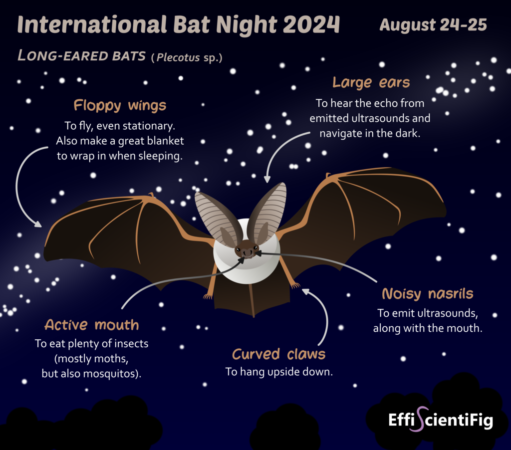 Long-eared bat and starry night sky to advertise International Bat Night 2024