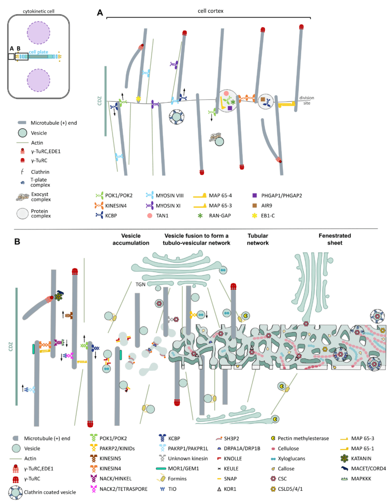 Journal Article Figure - Plant cell wall construction during cytokinesis