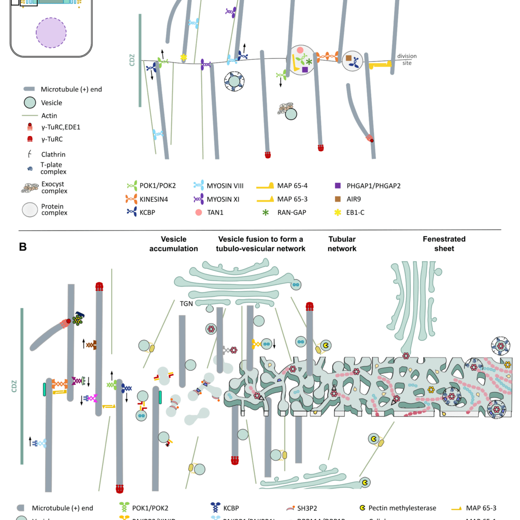 Journal Article Figure - Plant cell wall construction during cytokinesis