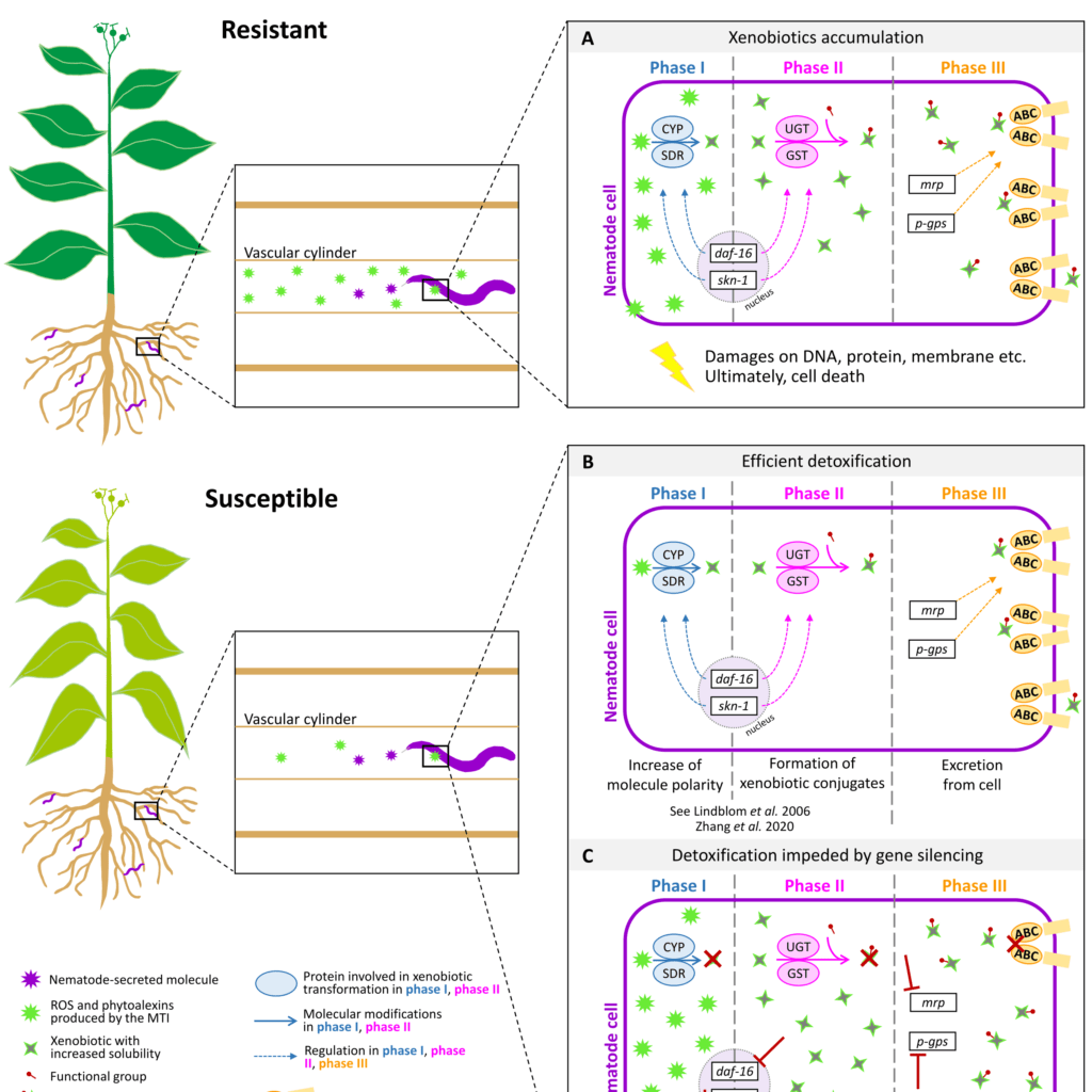 Journal article figure - Response of plant-parasitic nematodes in resistant and susceptible plants