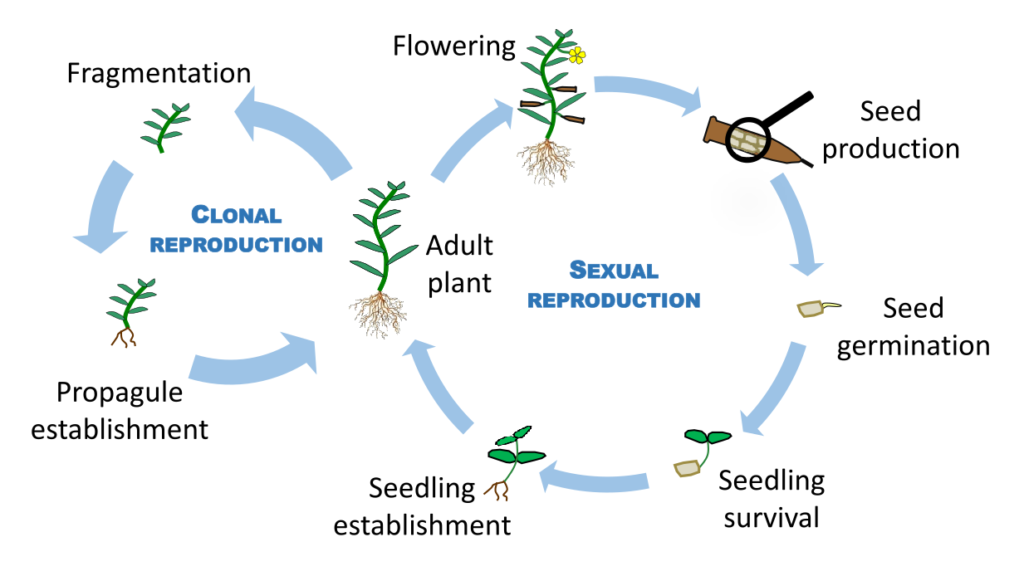 Ludwigia life cycle