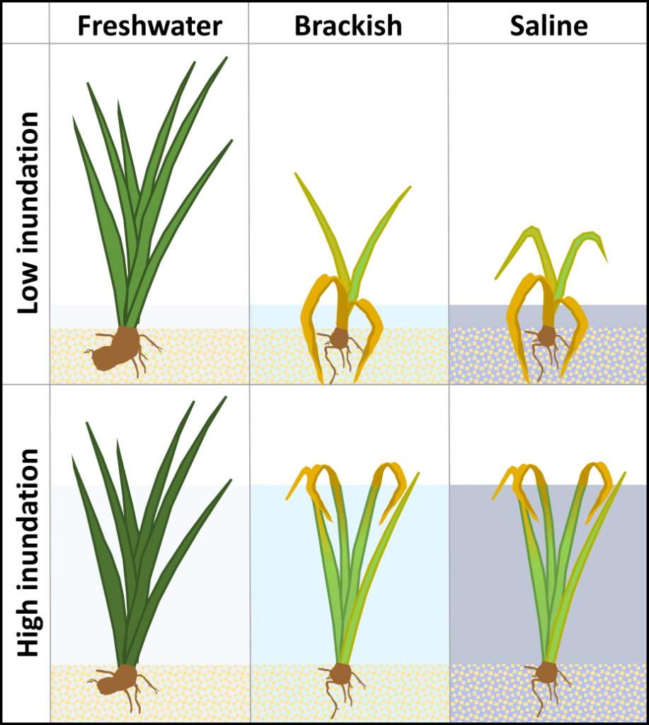 Graphical abstract Yellow-flag Iris growth salinity