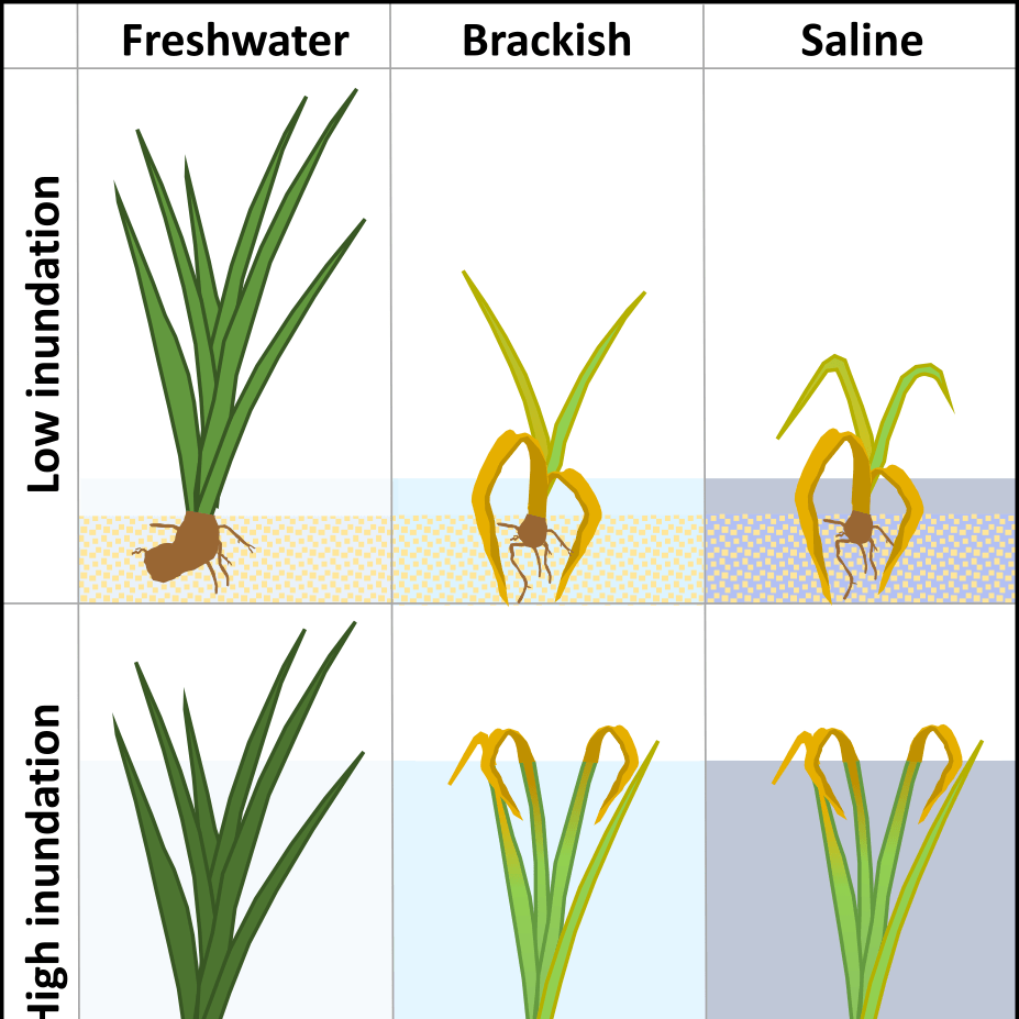 Graphical abstract Yellow-flag Iris growth salinity