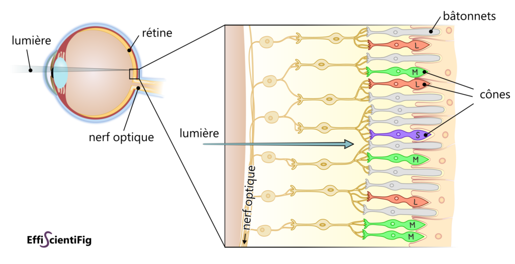 Vision des couleurs cônes